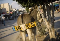 Have a number plate